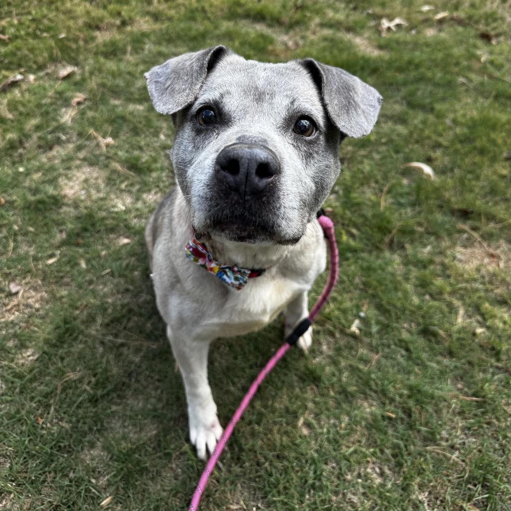 Bluebell, a Adoptable Labrador Retriever in Austell, GA image 2/3