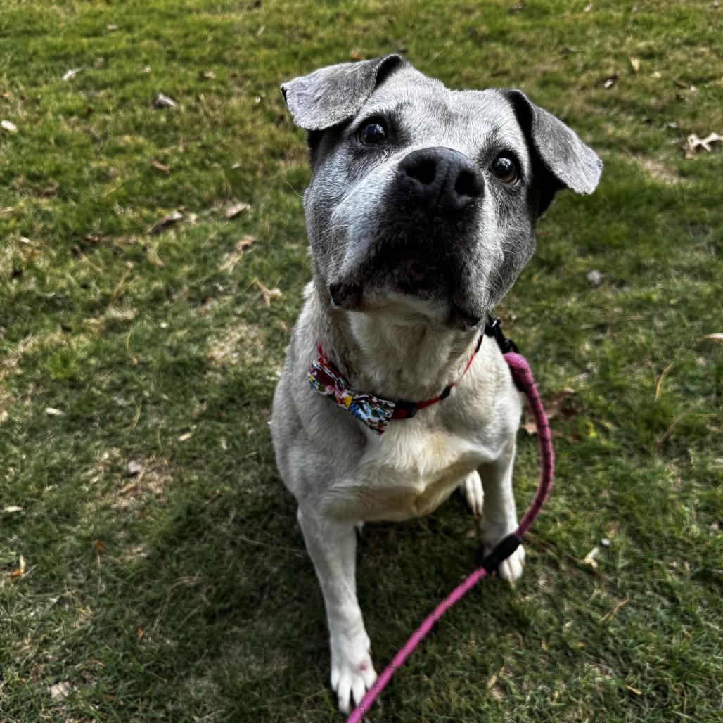 Bluebell, a Adoptable Labrador Retriever in Austell, GA image 3/3