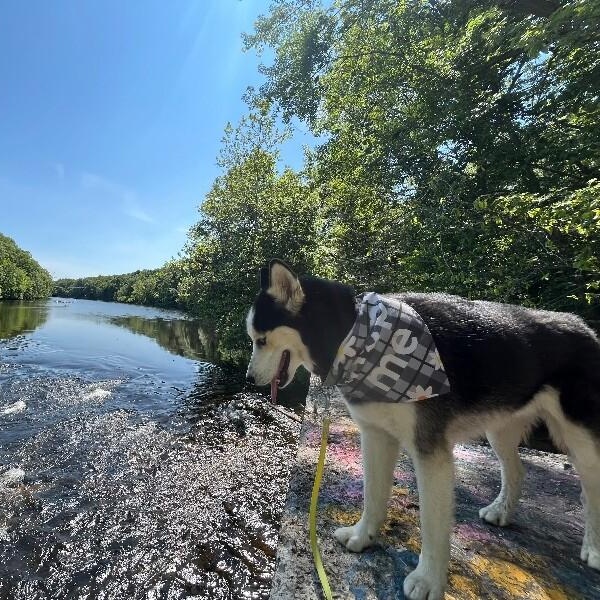 Loki the Adventurer 5