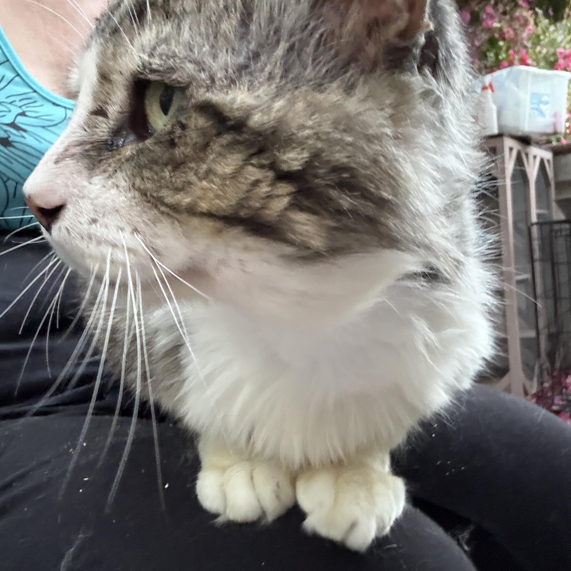 Icarus, Senior Male unknown