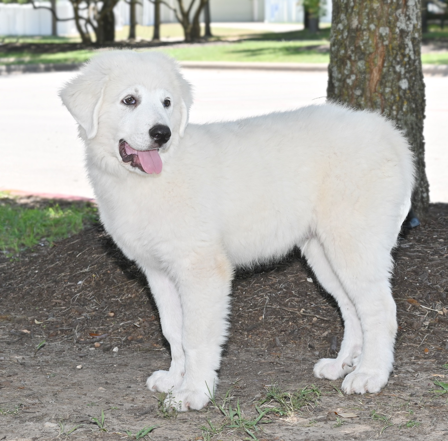 Bugsy, Adopted, Puppy Male Great Pyrenees.