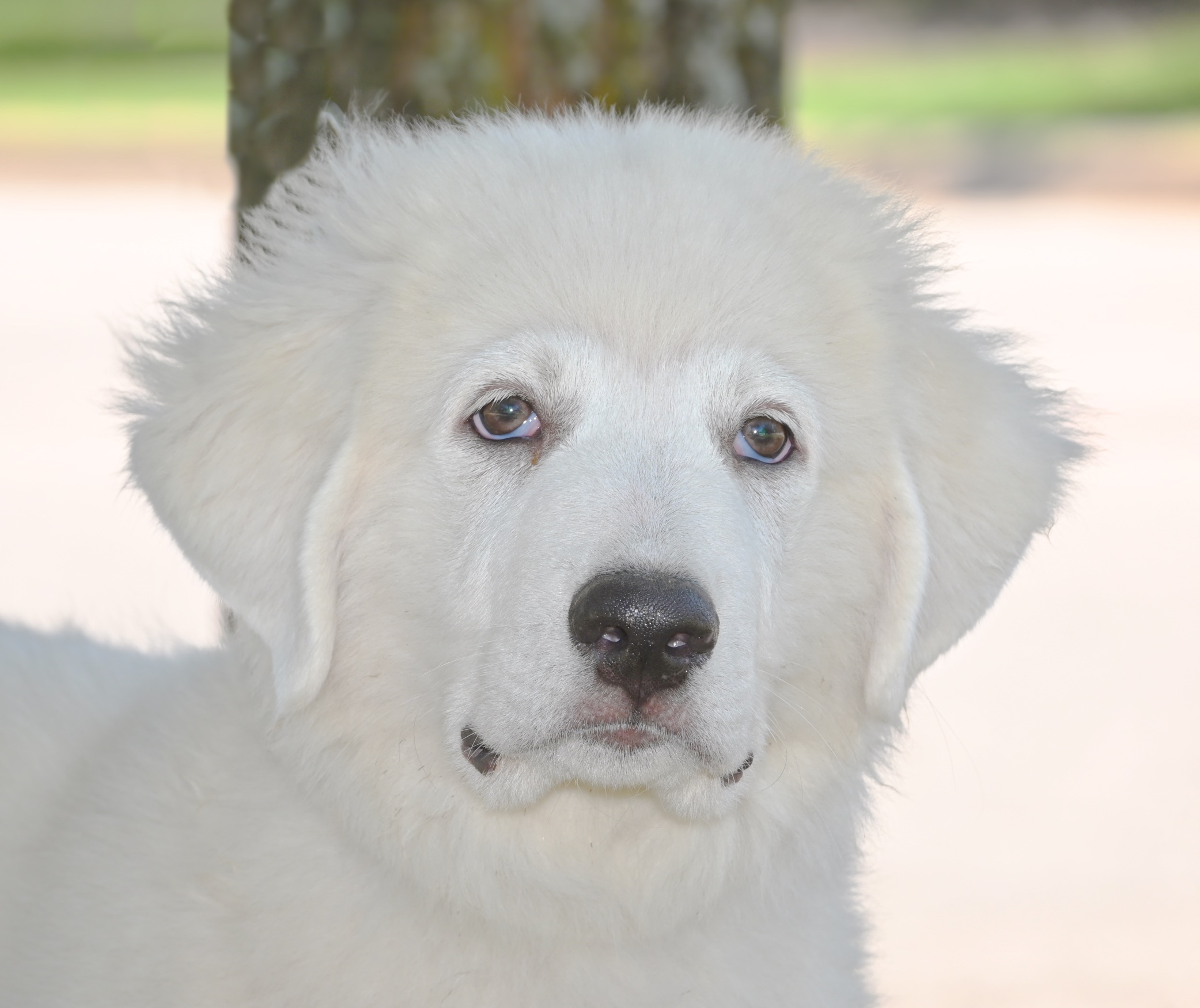 Bugsy, a Adopted Great Pyrenees in Georgetown, TX image 3/5