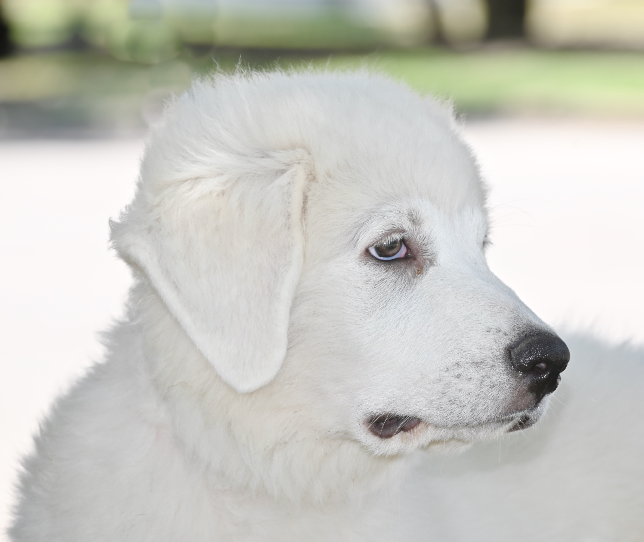 Bugsy, a Adopted Great Pyrenees in Georgetown, TX image 4/5