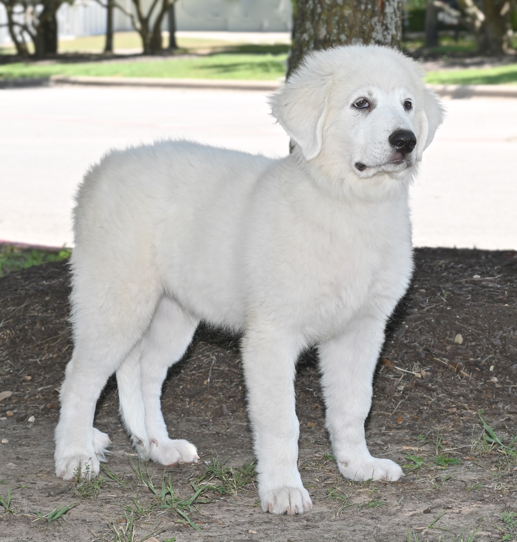 Bugsy, a Adopted Great Pyrenees in Georgetown, TX image 5/5