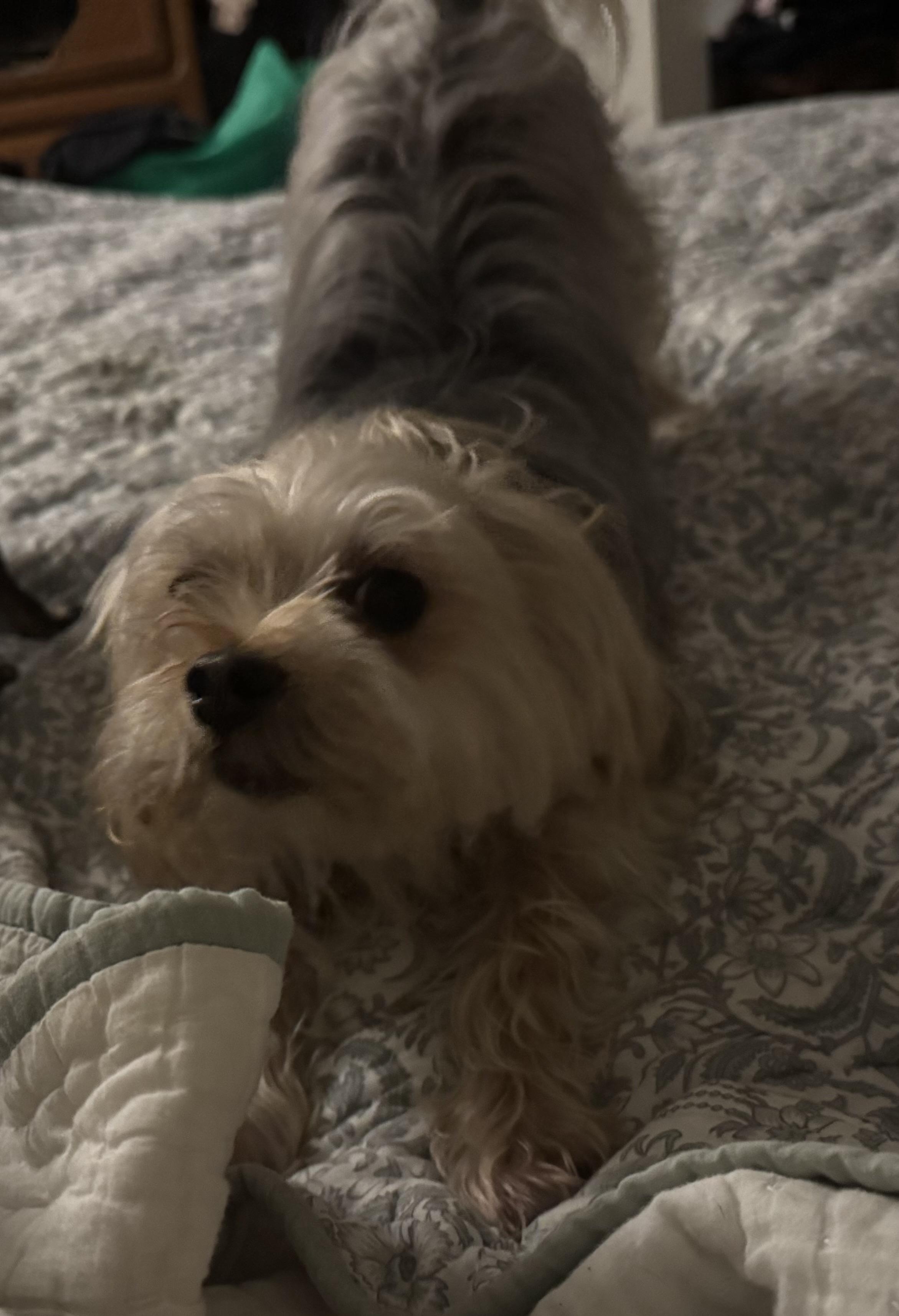 Enlarge Jake (Morkie) & Cookie (chihuahua), a ADOPTABLE mixed breed in Lincoln University, PA image 2/4