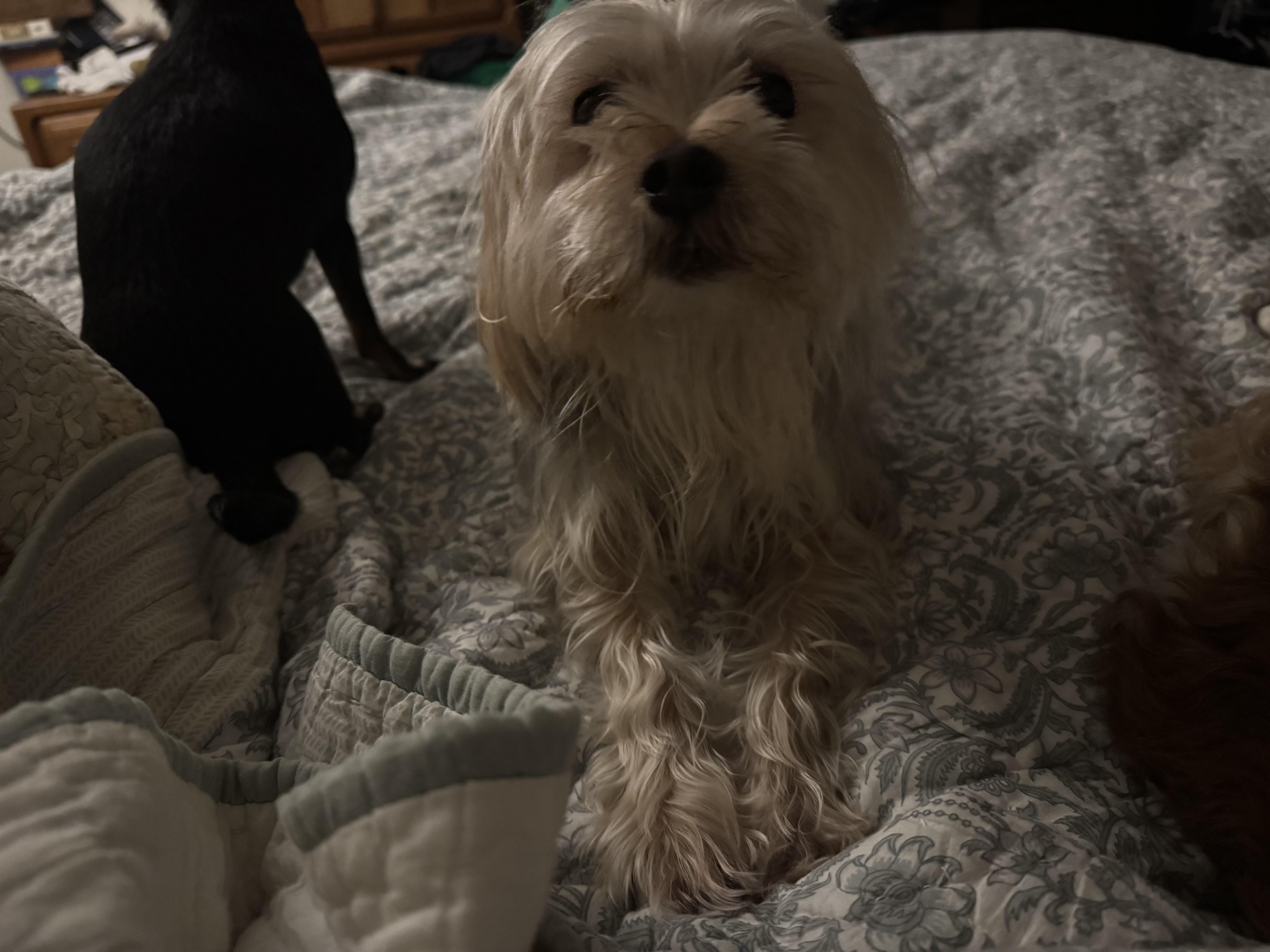 Enlarge Jake (Morkie) & Cookie (chihuahua), a ADOPTABLE mixed breed in Lincoln University, PA image 4/4