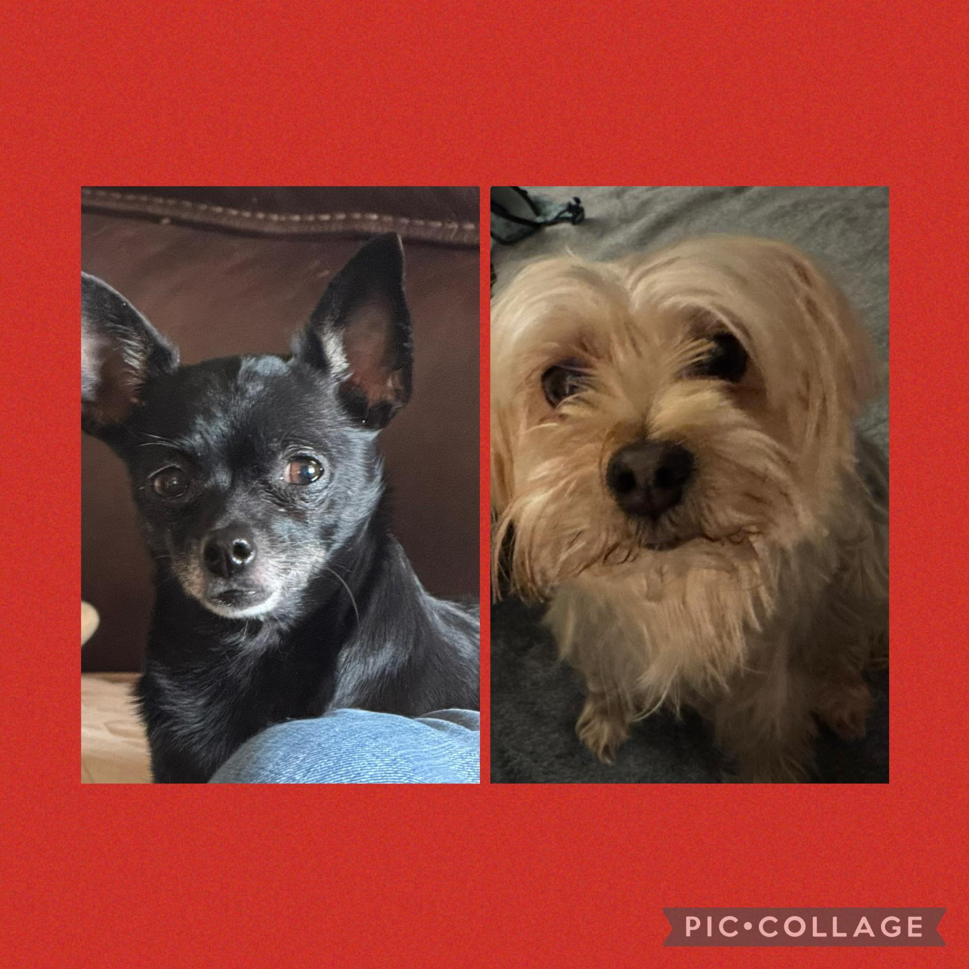Jake (Morkie) & Cookie (chihuahua), ADOPTABLE, Senior Male Yorkshire Terrier & Maltese.