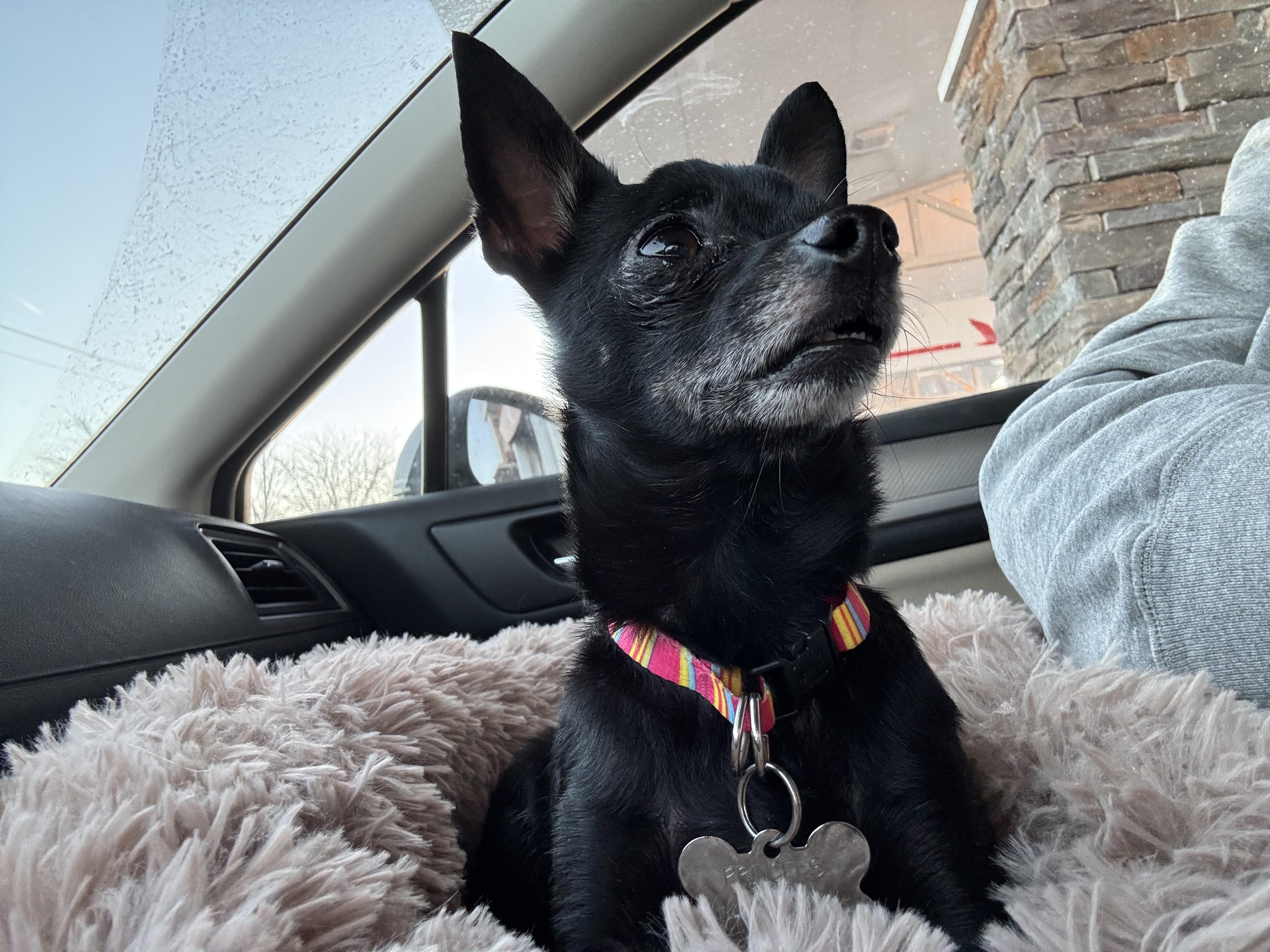 Enlarge Jake (Morkie) & Cookie (chihuahua), a ADOPTABLE mixed breed in Lincoln University, PA image 3/4