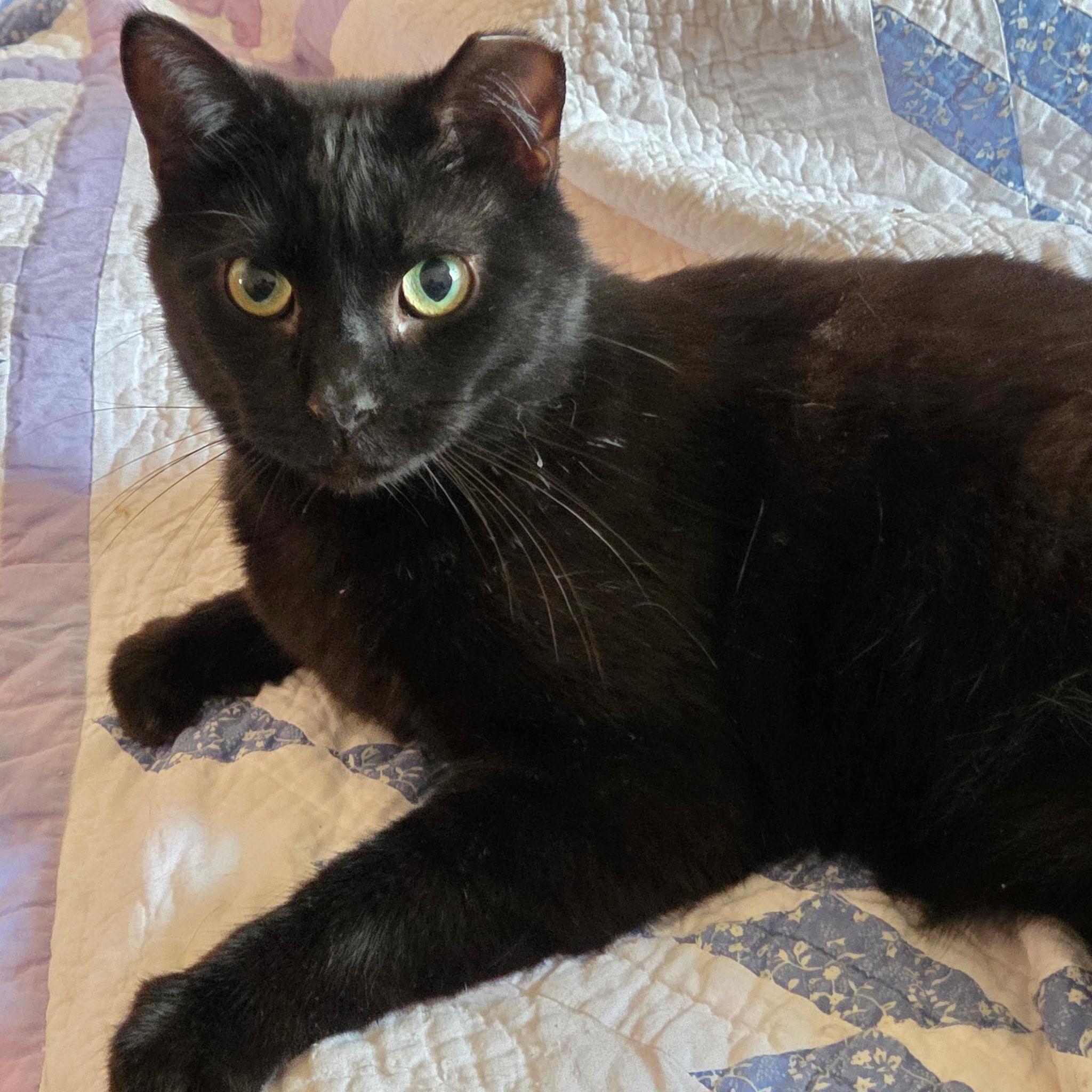 Enlarge Ben, a ADOPTABLE Domestic Short Hair in Great Mills, MD image 1/1