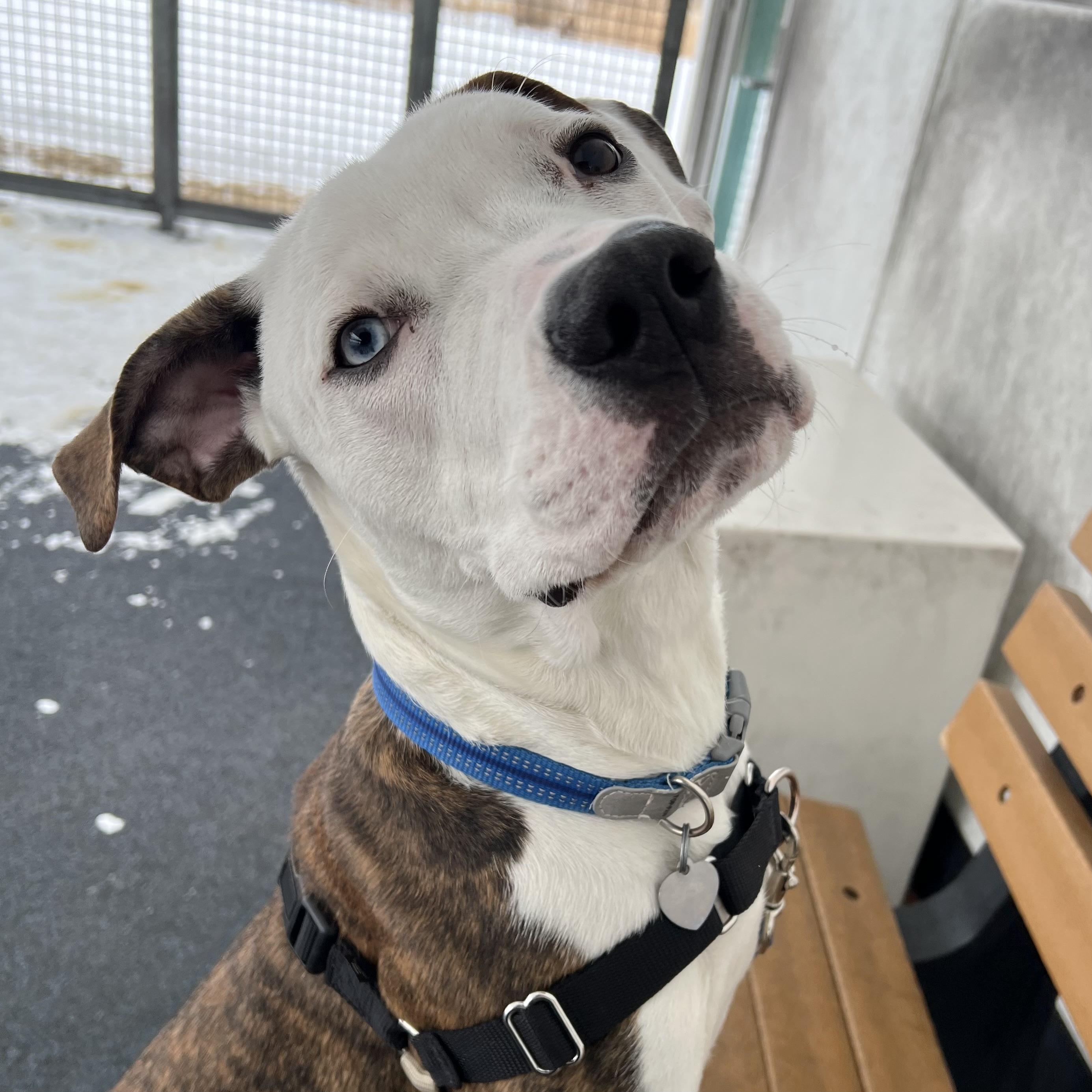 Enlarge Mr. Teatime, an adopted mixed breed in Ithaca, NY image 1/3