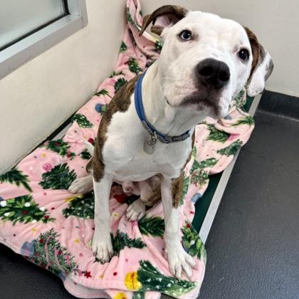 Mr. Teatime, ADOPTABLE, Young Male Mixed Breed.