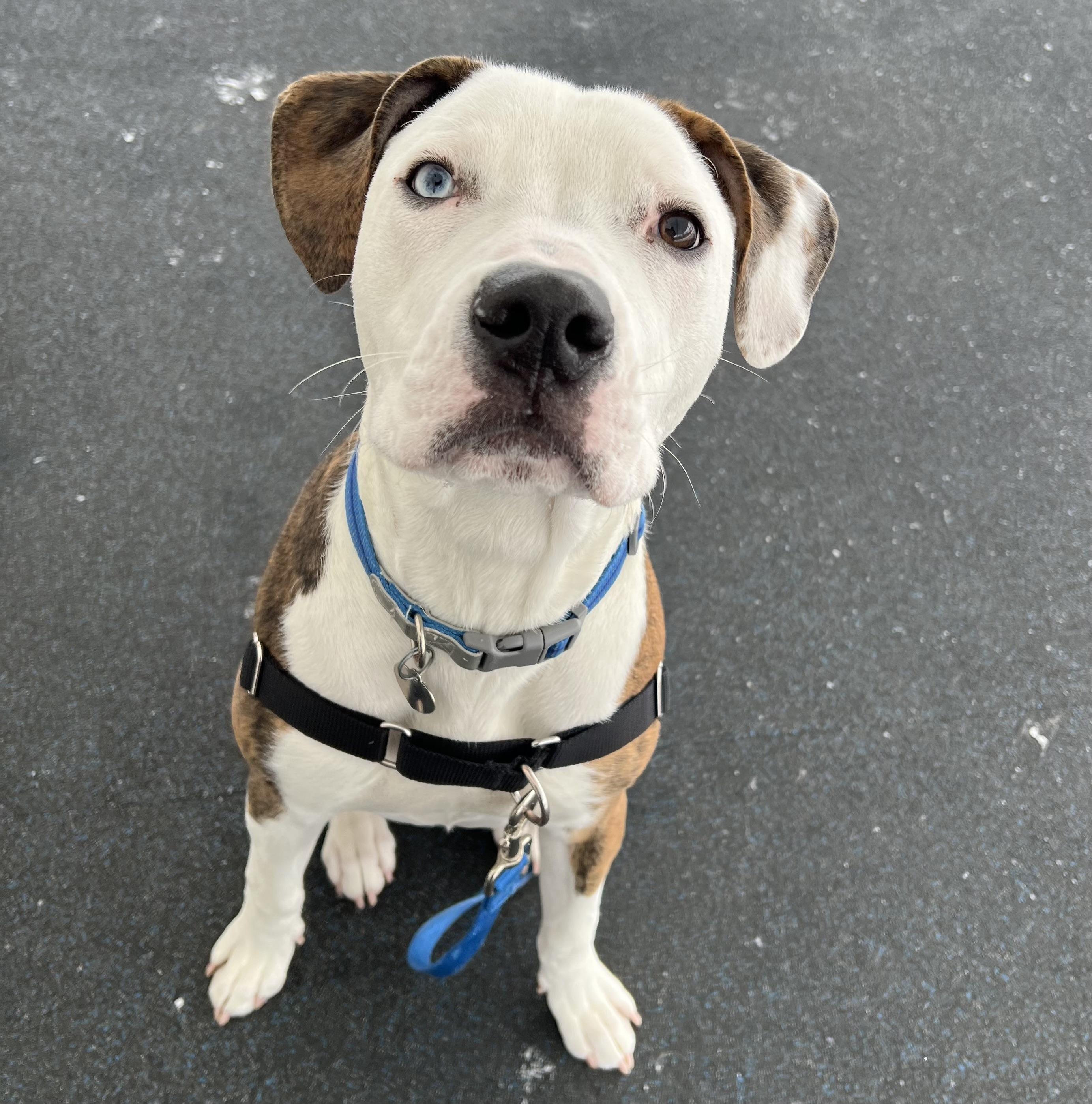 Enlarge Mr. Teatime, an adopted mixed breed in Ithaca, NY image 2/3