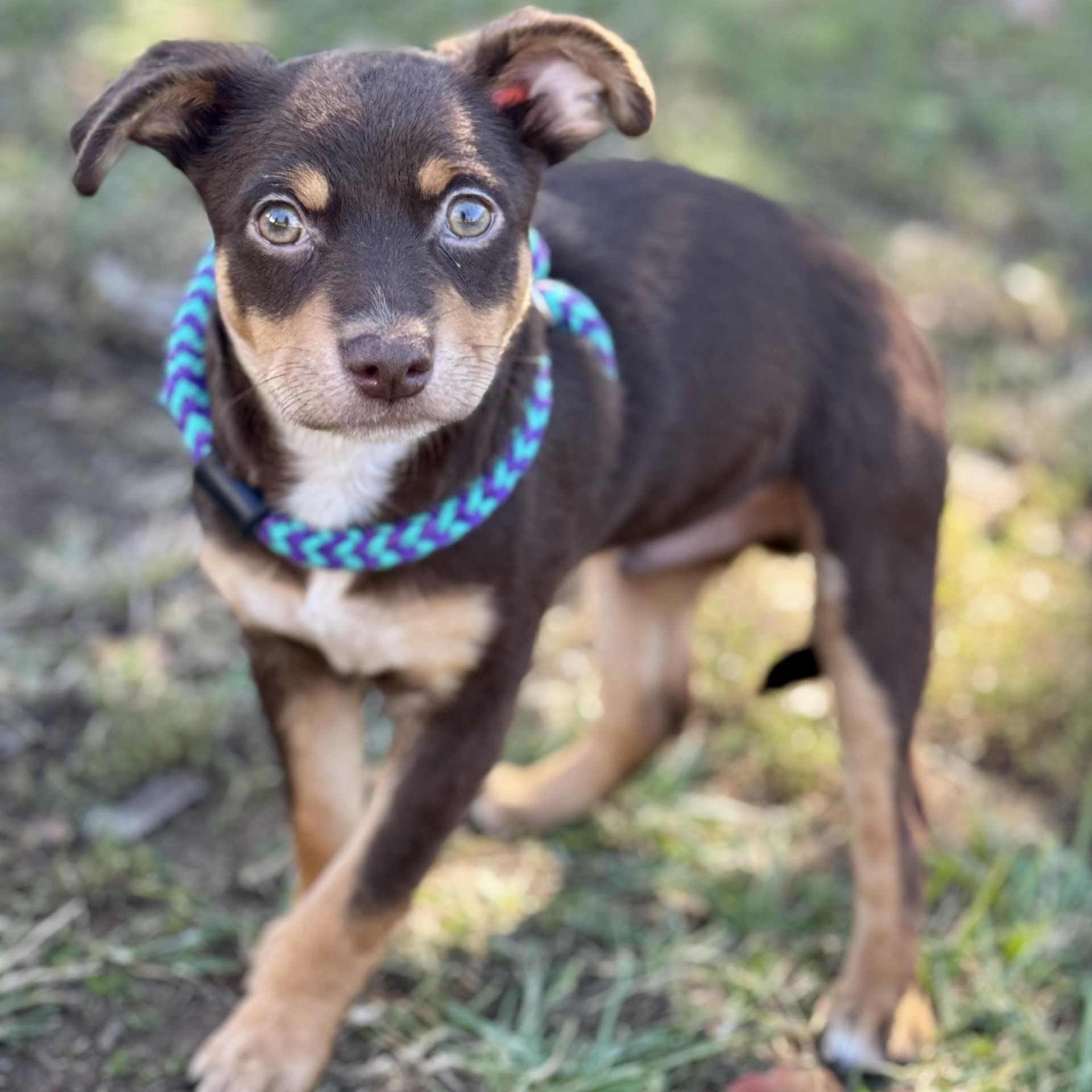 Taz Chester (CONC-A-8904)