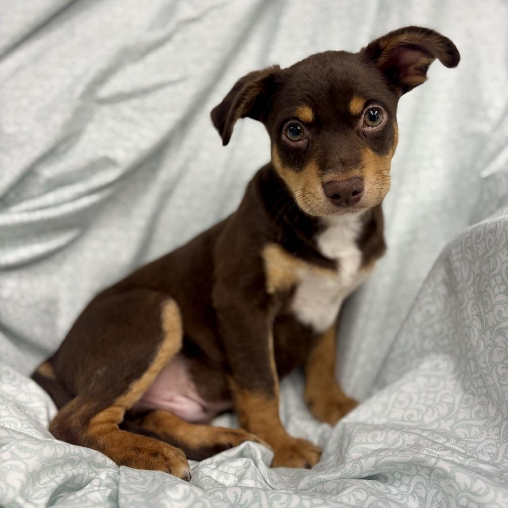 Taz Chester (CONC-A-8904)