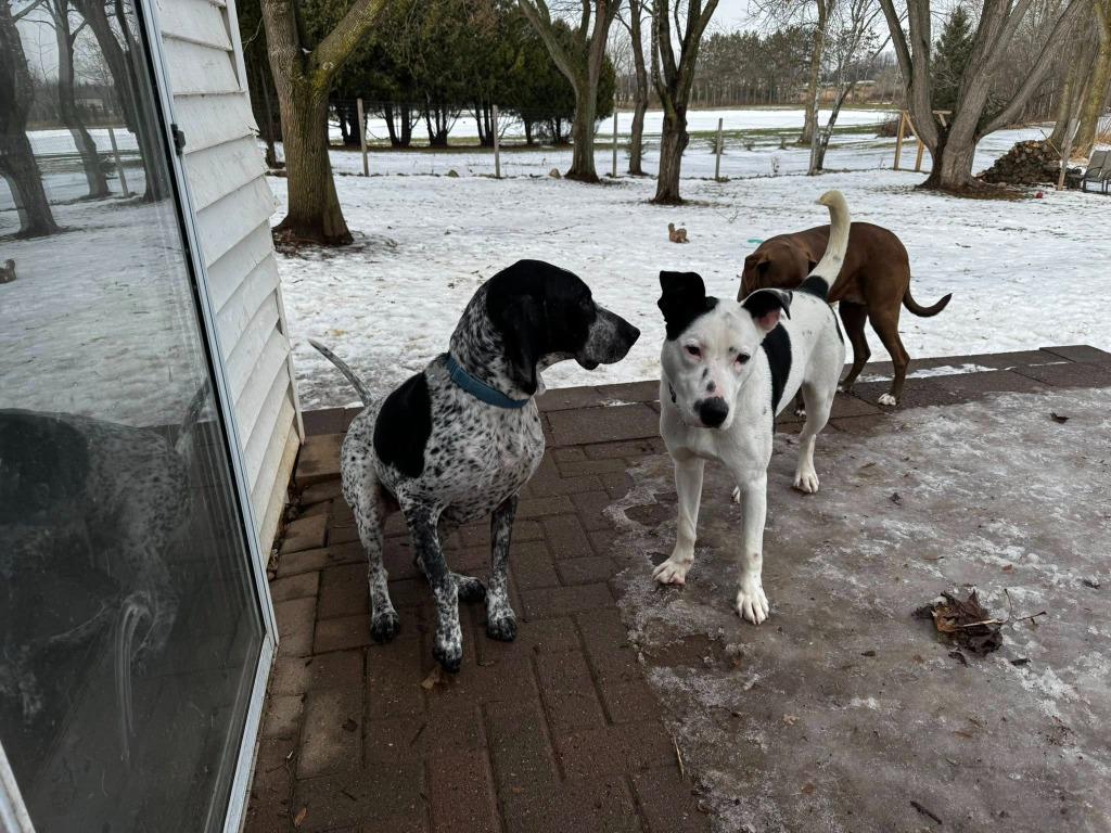 Everest, Adoptable, Young Male Mixed Breed.