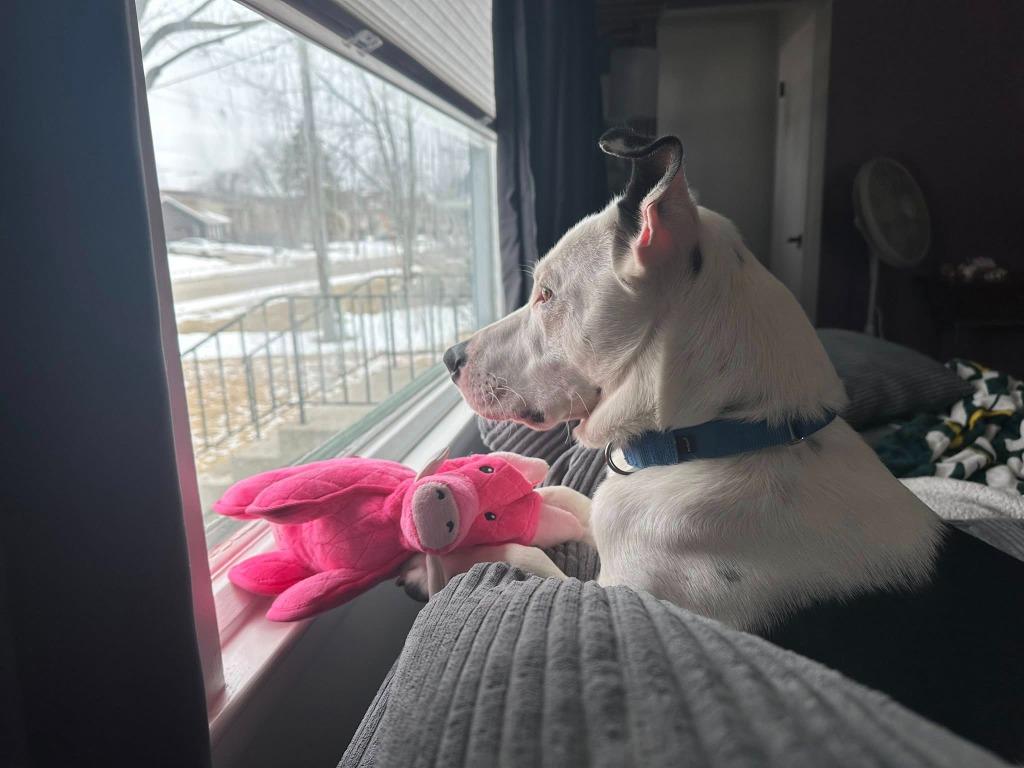 Everest, Adoptable, Young Male Mixed Breed.