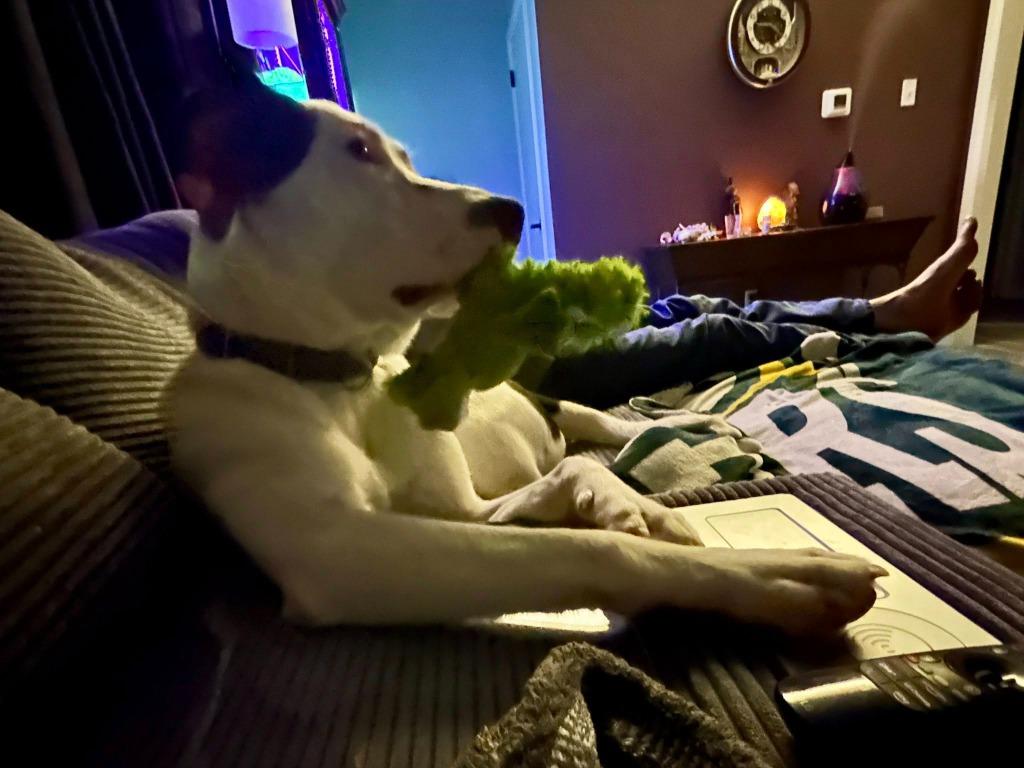 Enlarge Everest, a Adoptable mixed breed in Fond Du Lac, WI image 2/6