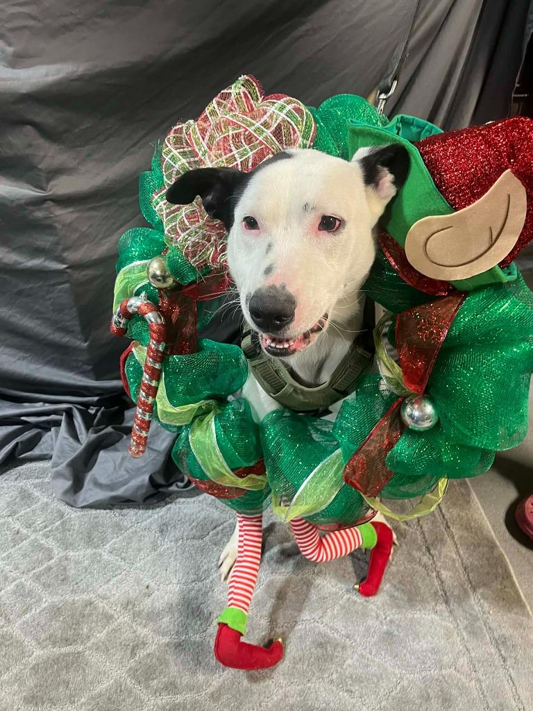 Everest, a Adoptable mixed breed in Fond Du Lac, WI image 1/5