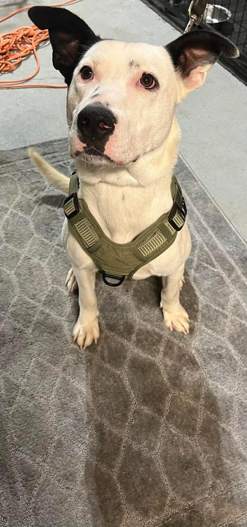 Everest, a Adoptable mixed breed in Fond Du Lac, WI image 2/5