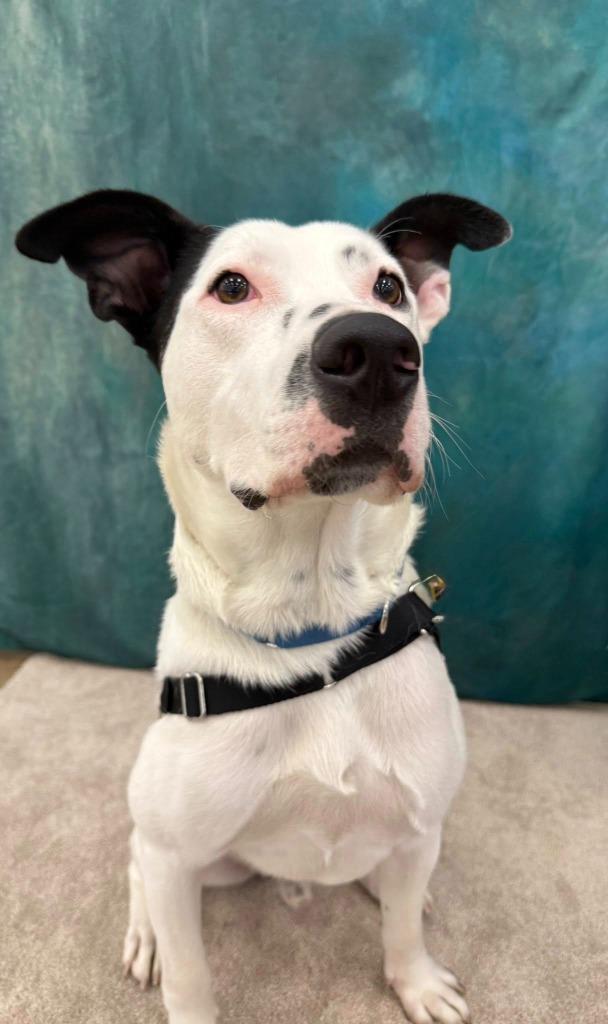 Enlarge Everest, a Adoptable mixed breed in Fond Du Lac, WI image 5/6