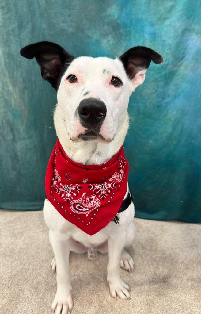 Enlarge Everest, a Adoptable mixed breed in Fond Du Lac, WI image 6/6