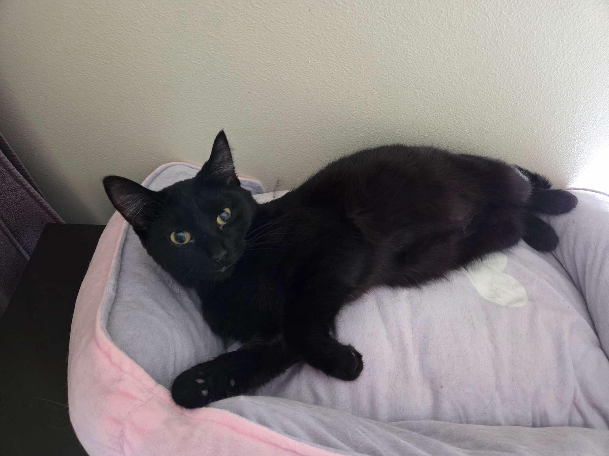 Rio, an adoptable Domestic Short Hair in Sioux Falls, SD, 57101 | Photo Image 4