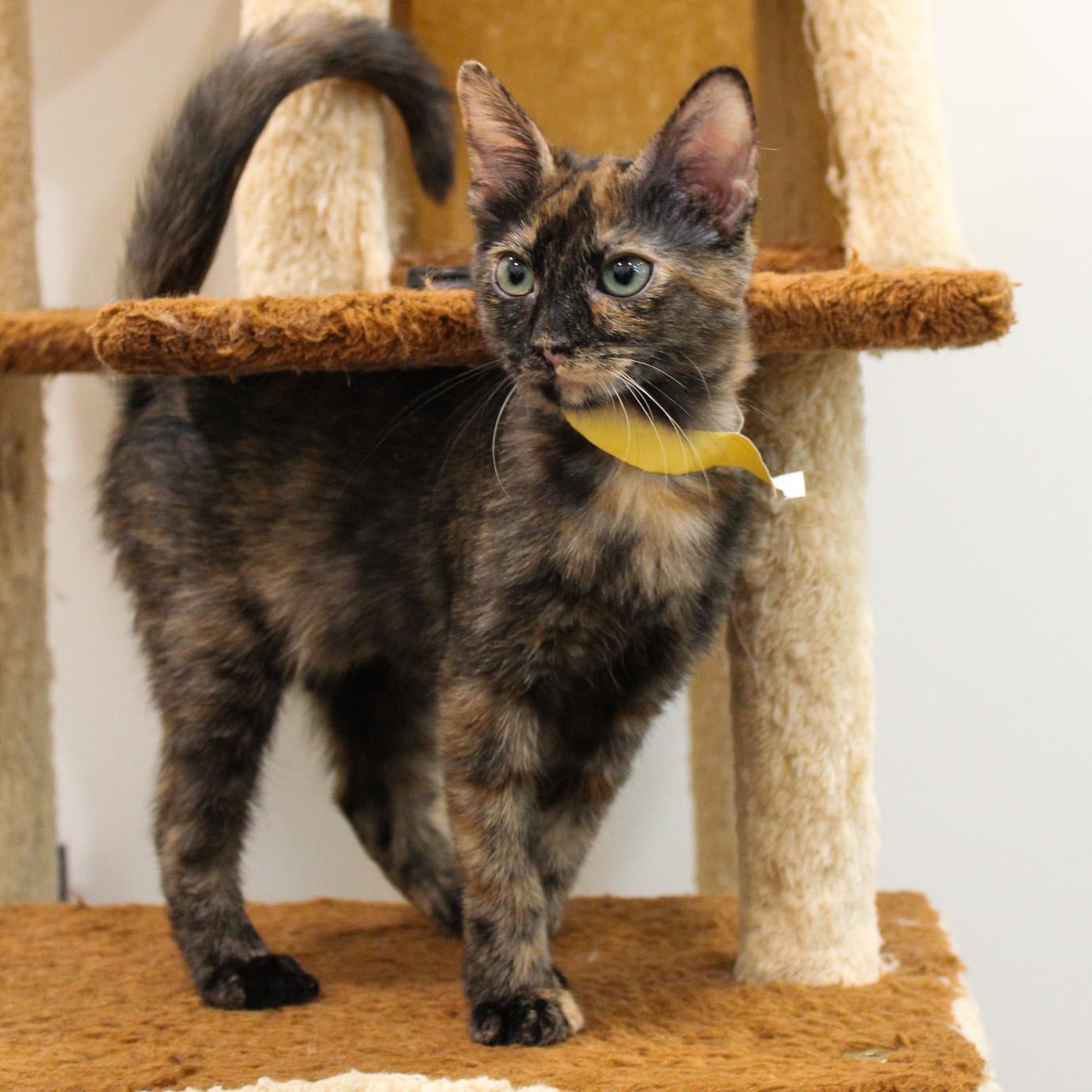Enlarge Annie, a Adopted Tortoiseshell in Newport Beach, CA image 1/2