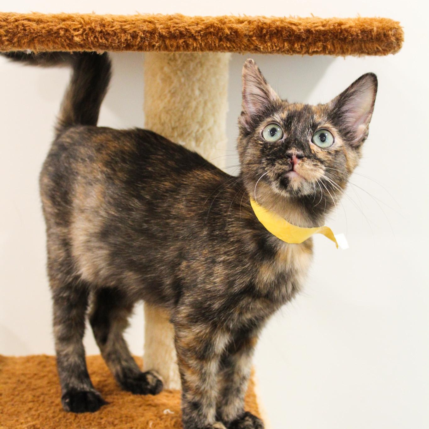 Enlarge Annie, a Adopted Tortoiseshell in Newport Beach, CA image 2/2