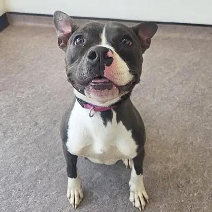 Enlarge Coco Chanelle, a Adoptable American Staffordshire Terrier in Saint Louis, MO image 1/3