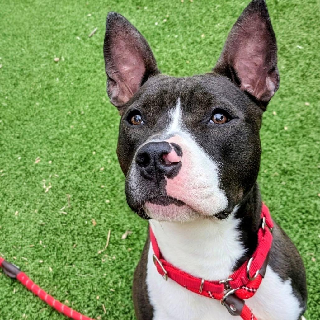 Enlarge Coco Chanelle, a Adoptable American Staffordshire Terrier in Saint Louis, MO image 2/3