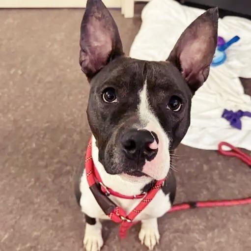 Enlarge Coco Chanelle, a Adoptable American Staffordshire Terrier in Saint Louis, MO image 3/3