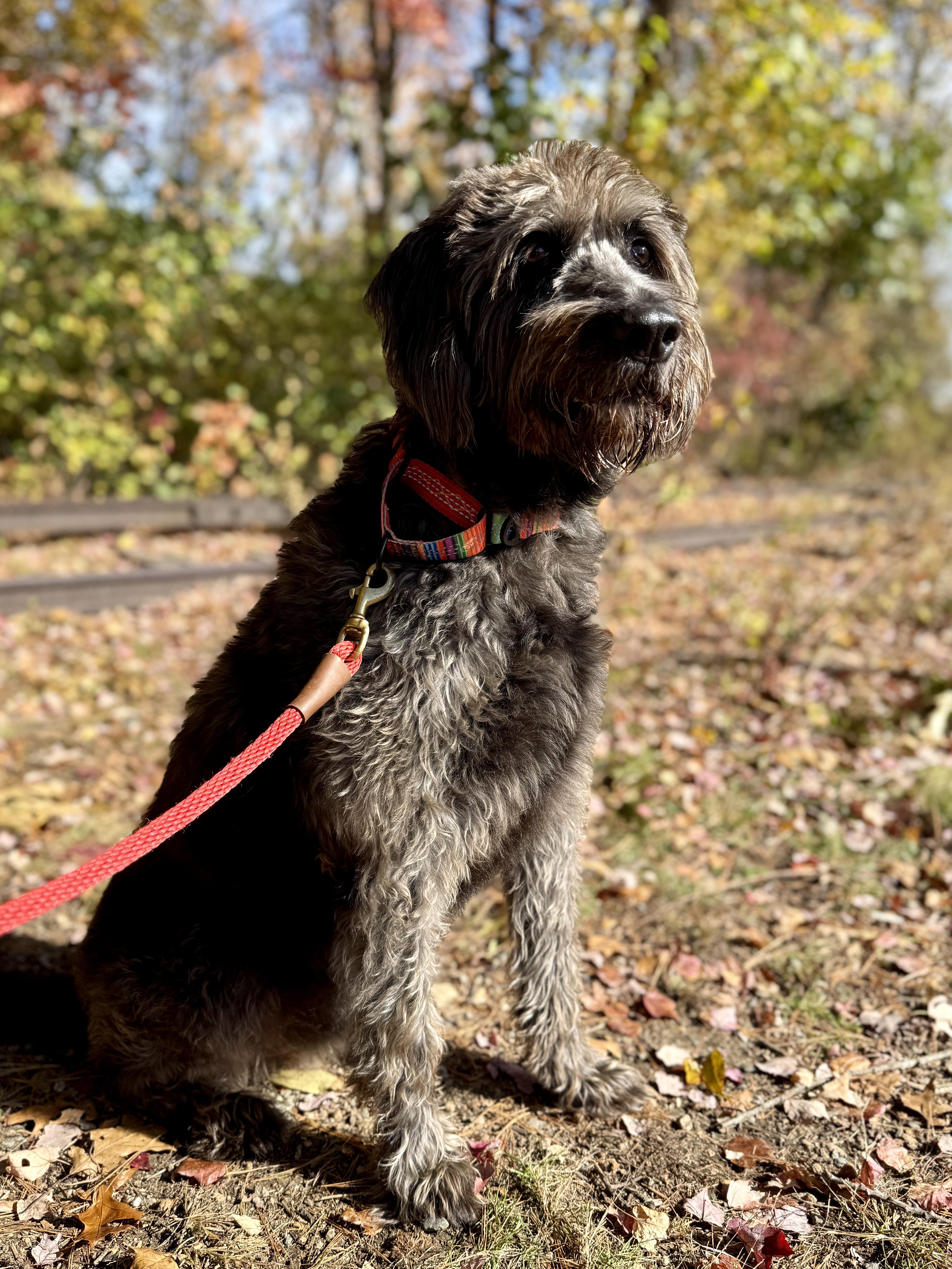 Enlarge Mowgli, a Adoptable mixed breed in Sudbury, MA image 2/6