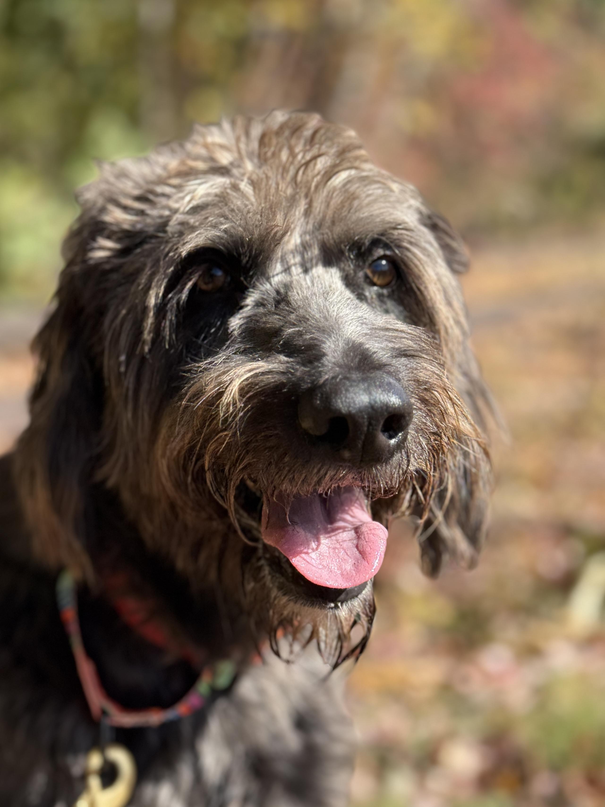 Enlarge Mowgli, a Adoptable mixed breed in Sudbury, MA image 6/6