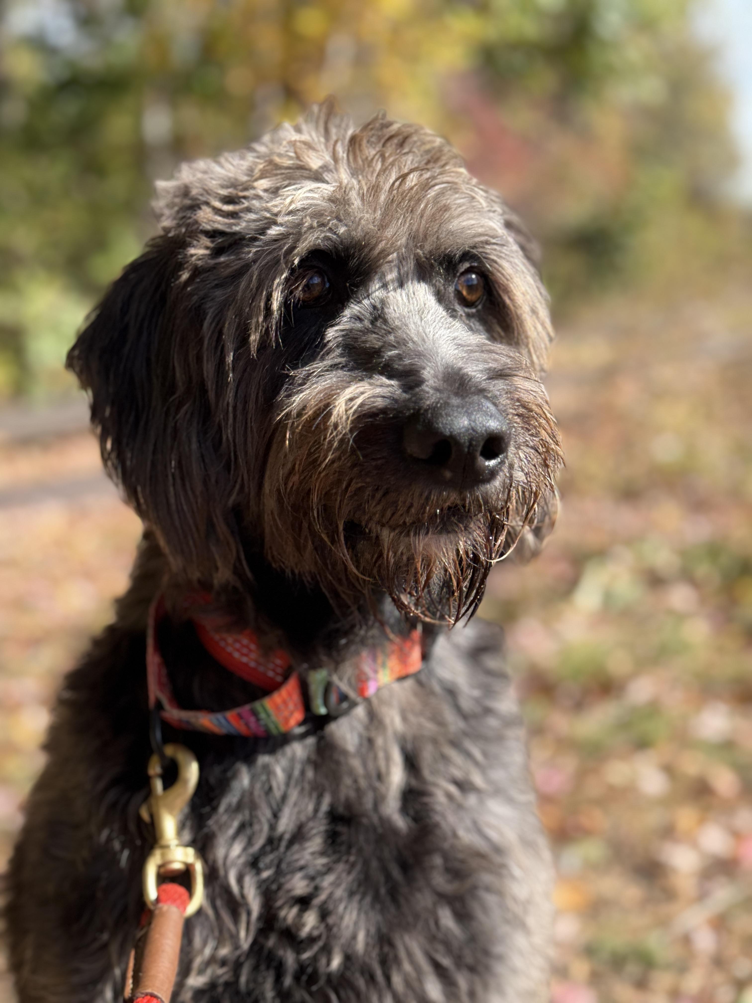 Enlarge Mowgli, a Adoptable mixed breed in Sudbury, MA image 5/6