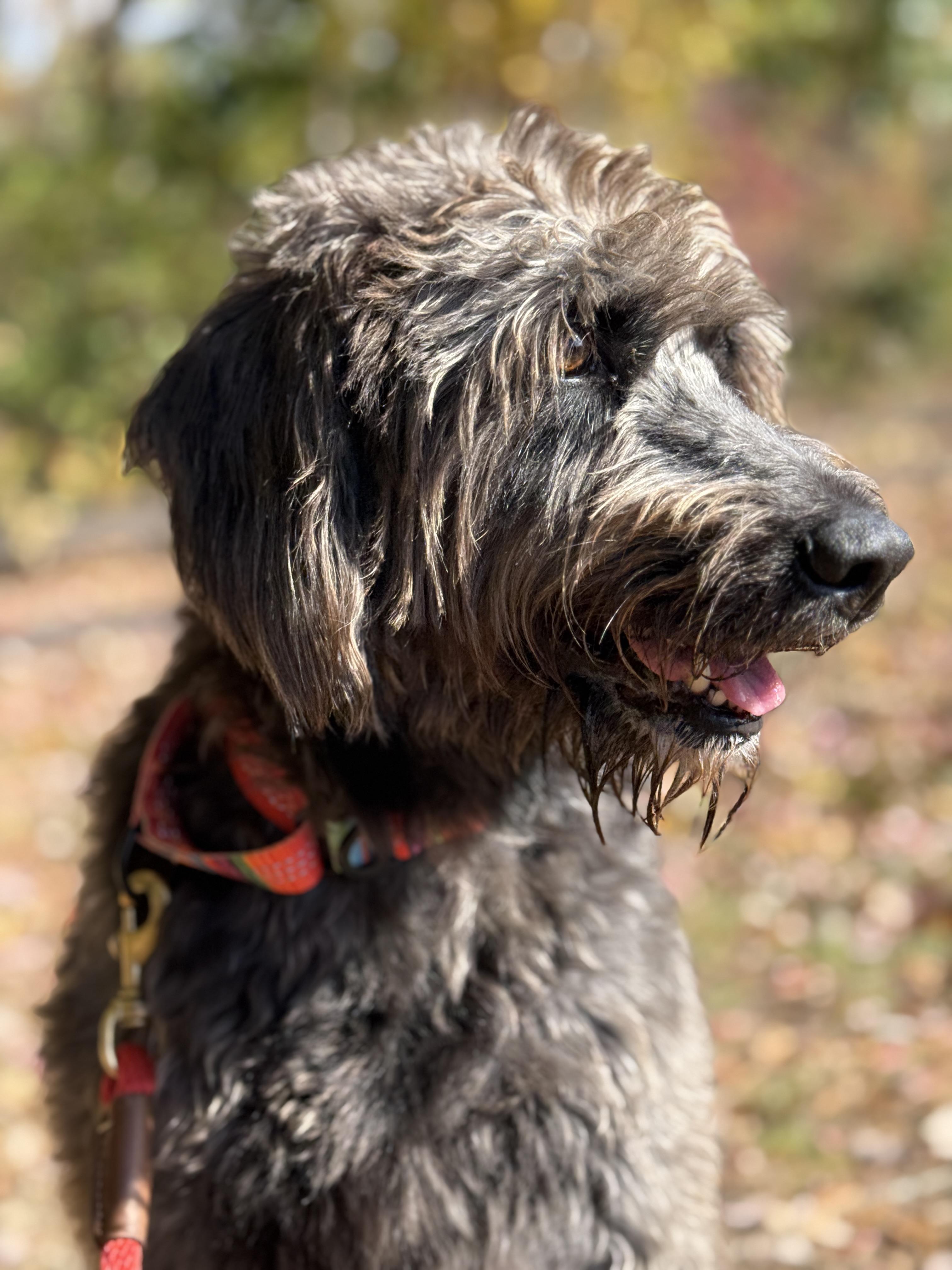 Enlarge Mowgli, a Adoptable mixed breed in Sudbury, MA image 3/6
