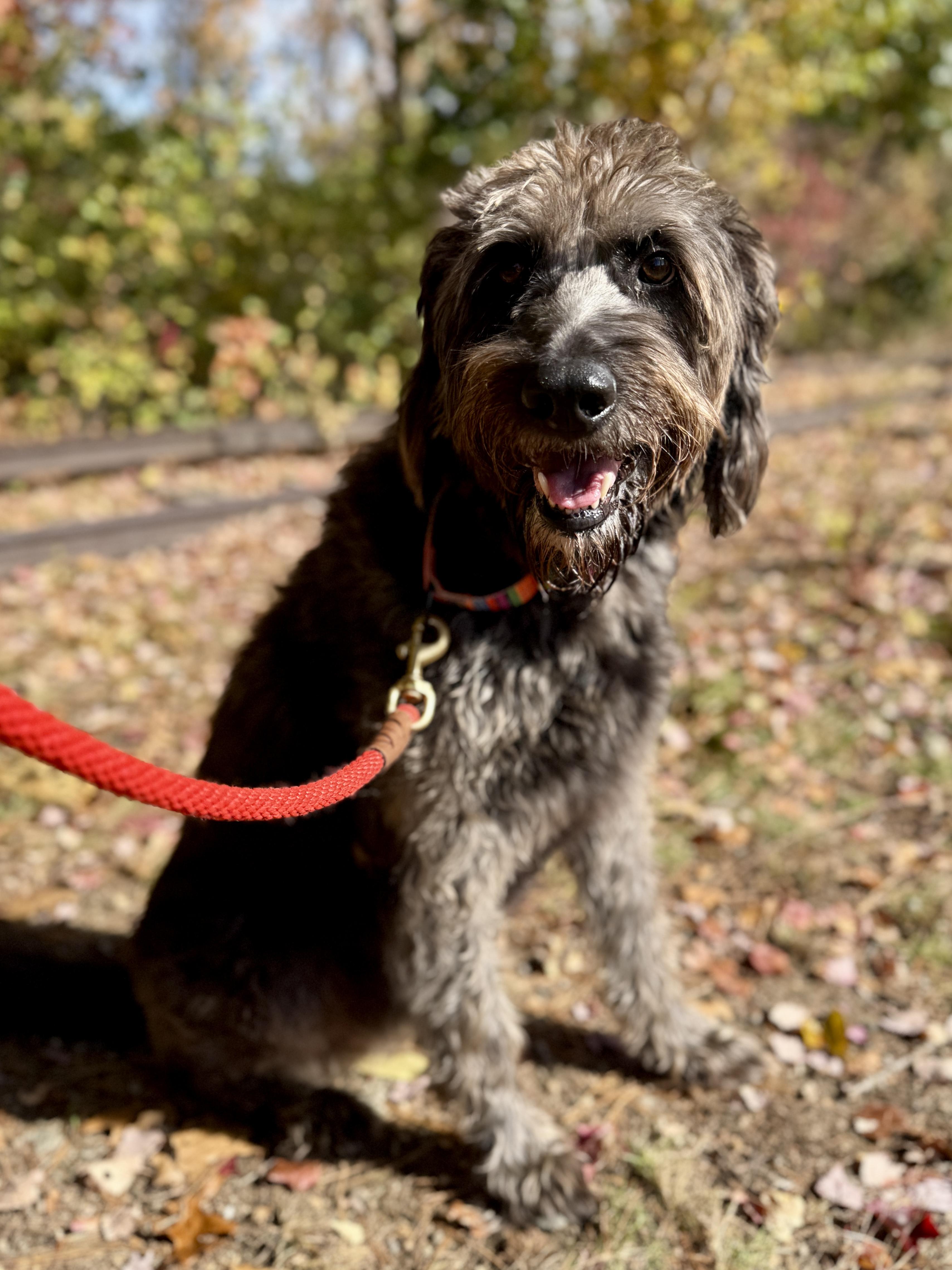 Enlarge Mowgli, a Adoptable mixed breed in Sudbury, MA image 4/6