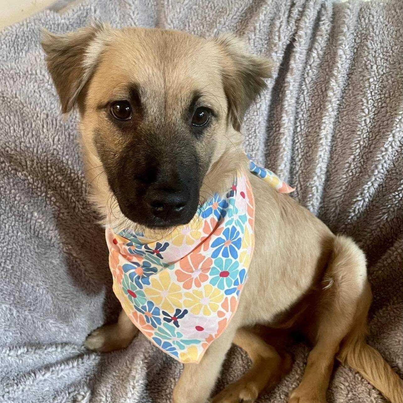 Enlarge Poppy, an adopted mixed breed in San Diego, CA image 3/4