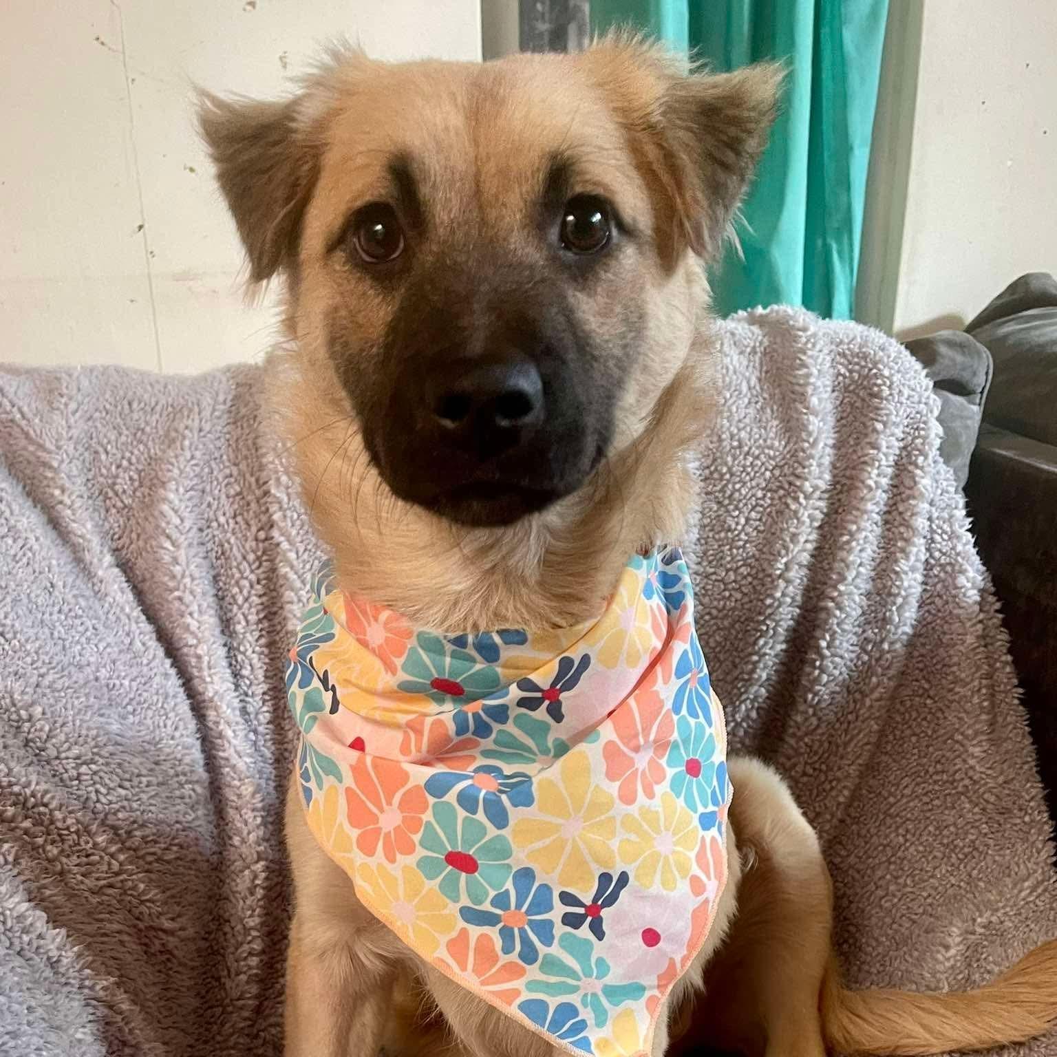 Poppy, adopted, Young Female Collie & Shepherd.