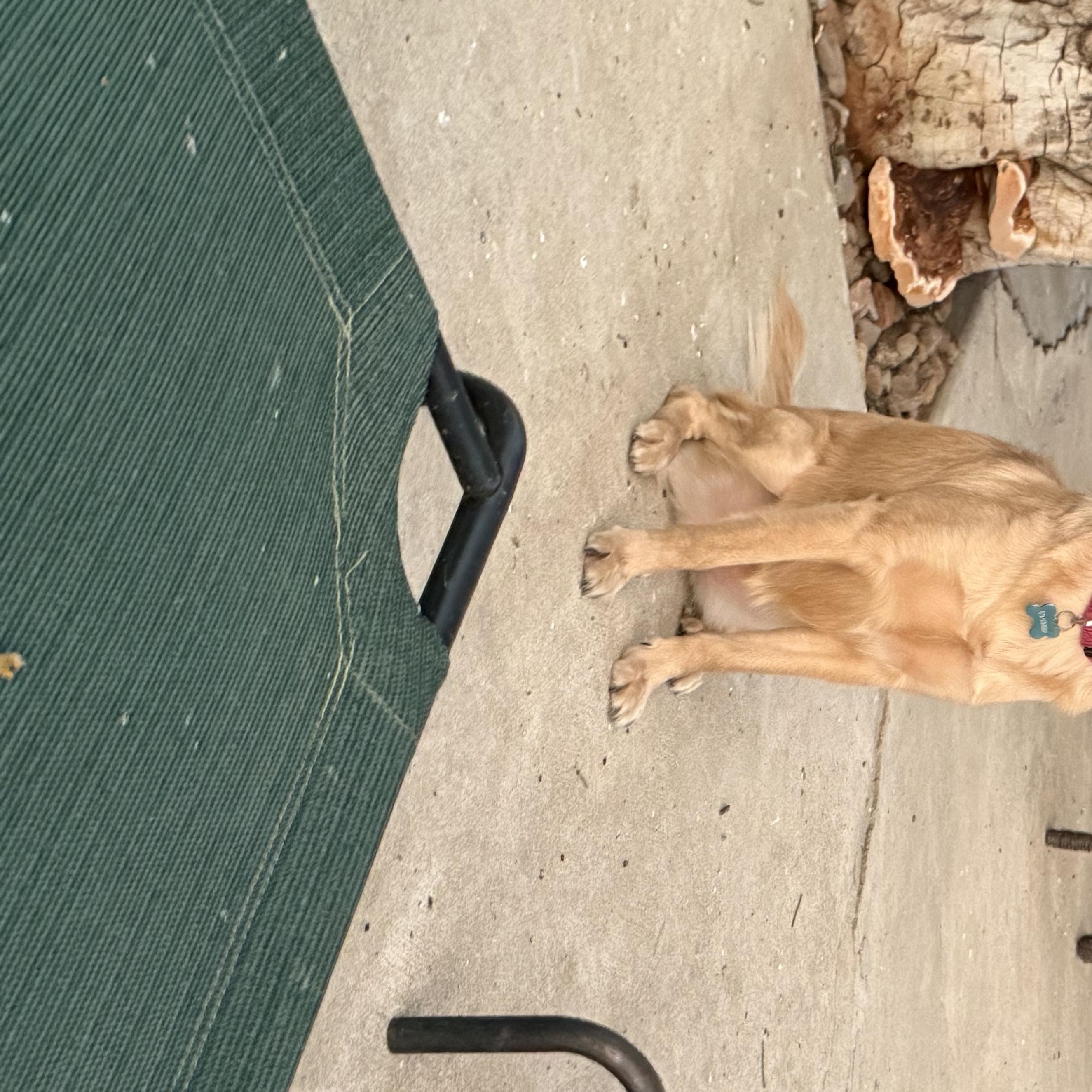 Enlarge Poppy, an adopted mixed breed in San Diego, CA image 4/4