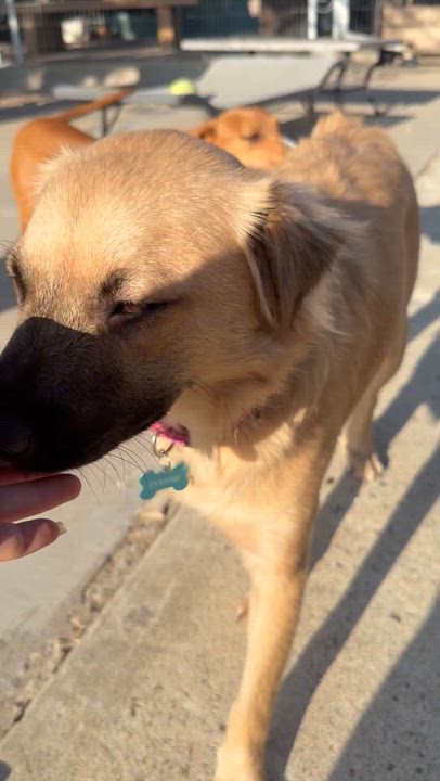 Enlarge Poppy, an adopted mixed breed in San Diego, CA video 2/4
