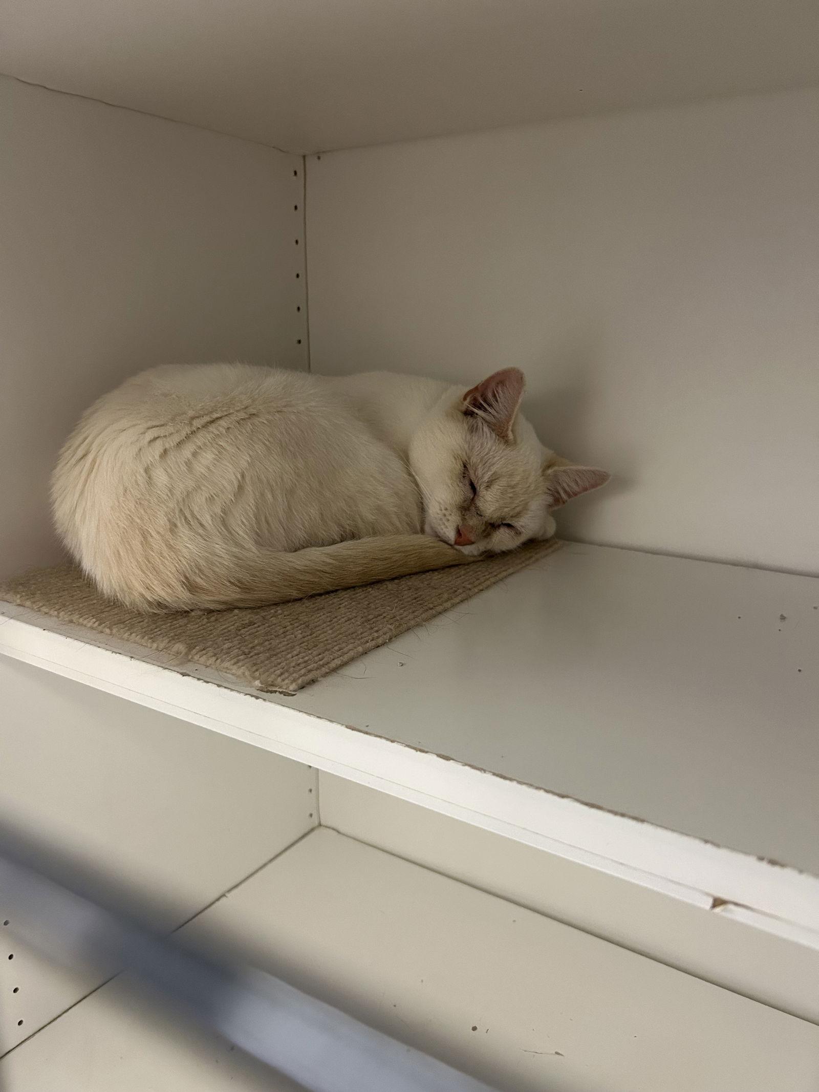 Junie, Adoptable, Adult Female Siamese.