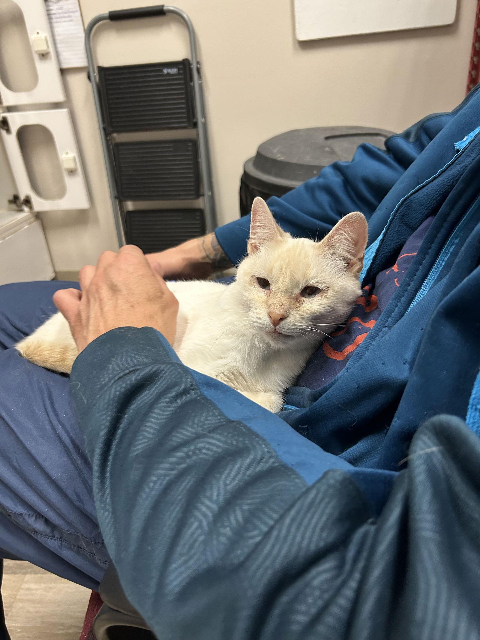 Junie, a Adoptable Siamese in Columbus, OH image 2/3