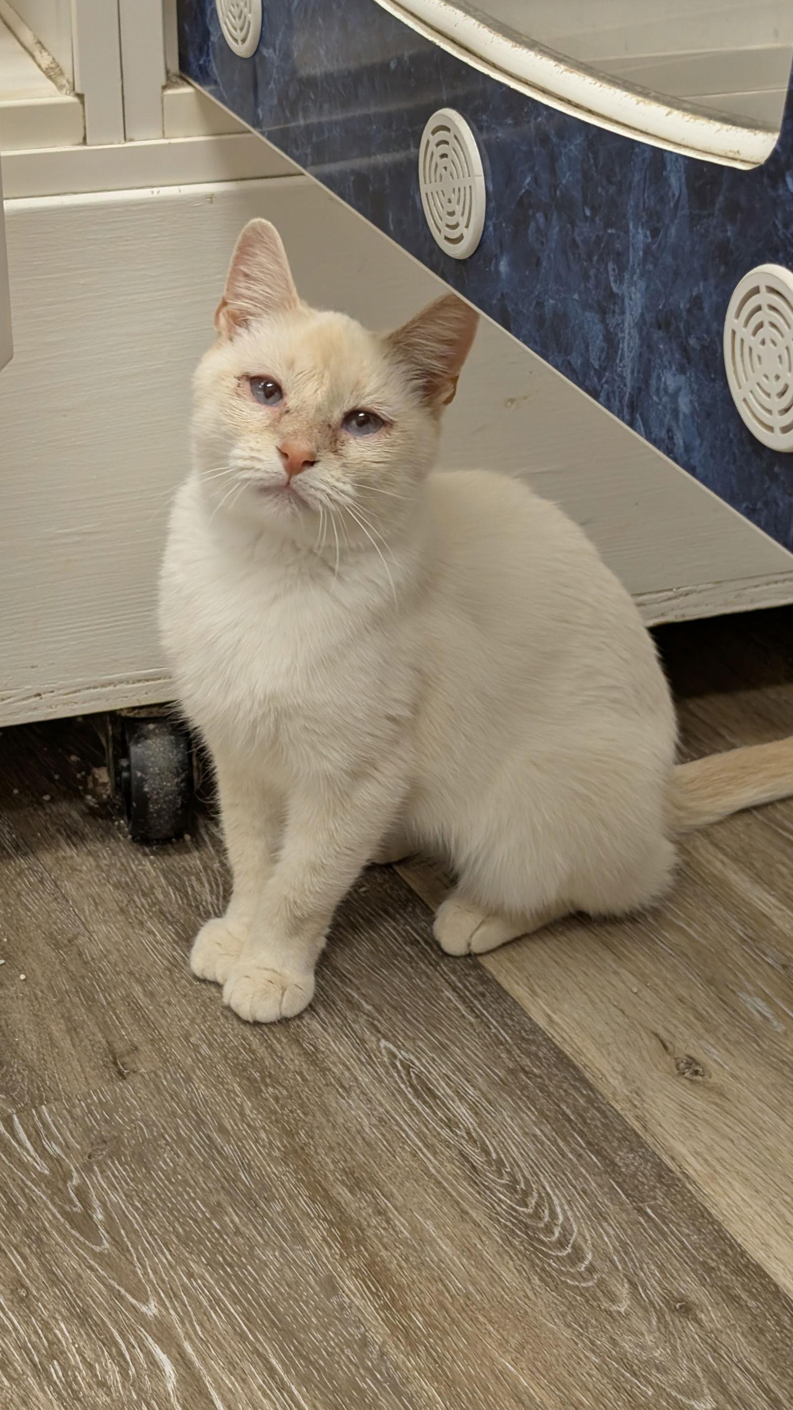 Junie, a Adoptable Siamese in Columbus, OH image 3/3