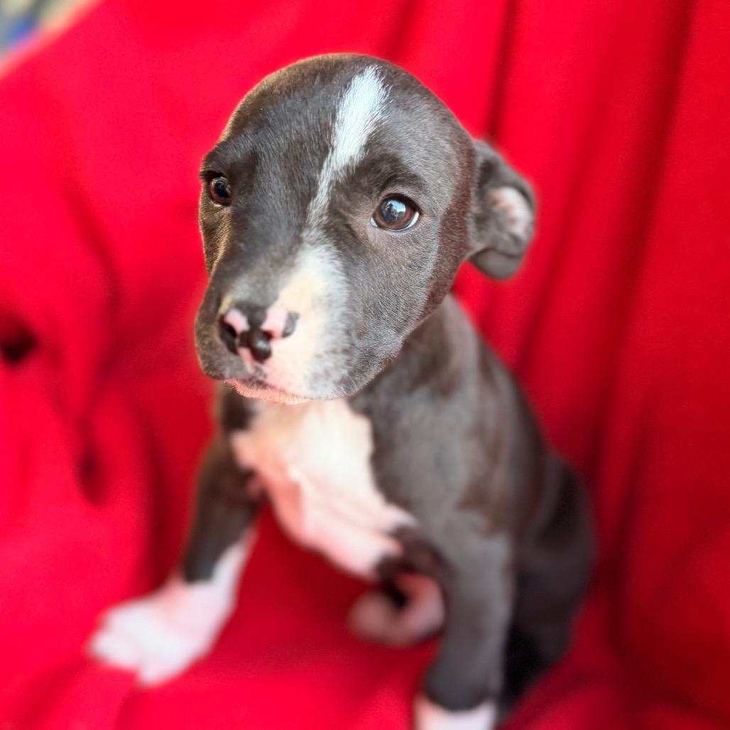 Enlarge Crown, a Adoptable Pit Bull Terrier in Lee's Summit, MO image 1/3
