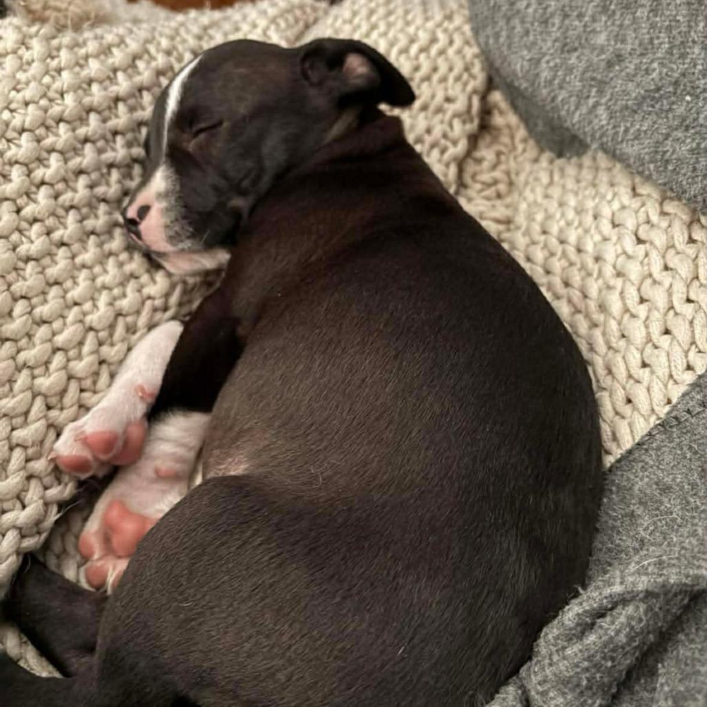 Enlarge Crown, a Adoptable Pit Bull Terrier in Lee's Summit, MO image 2/3