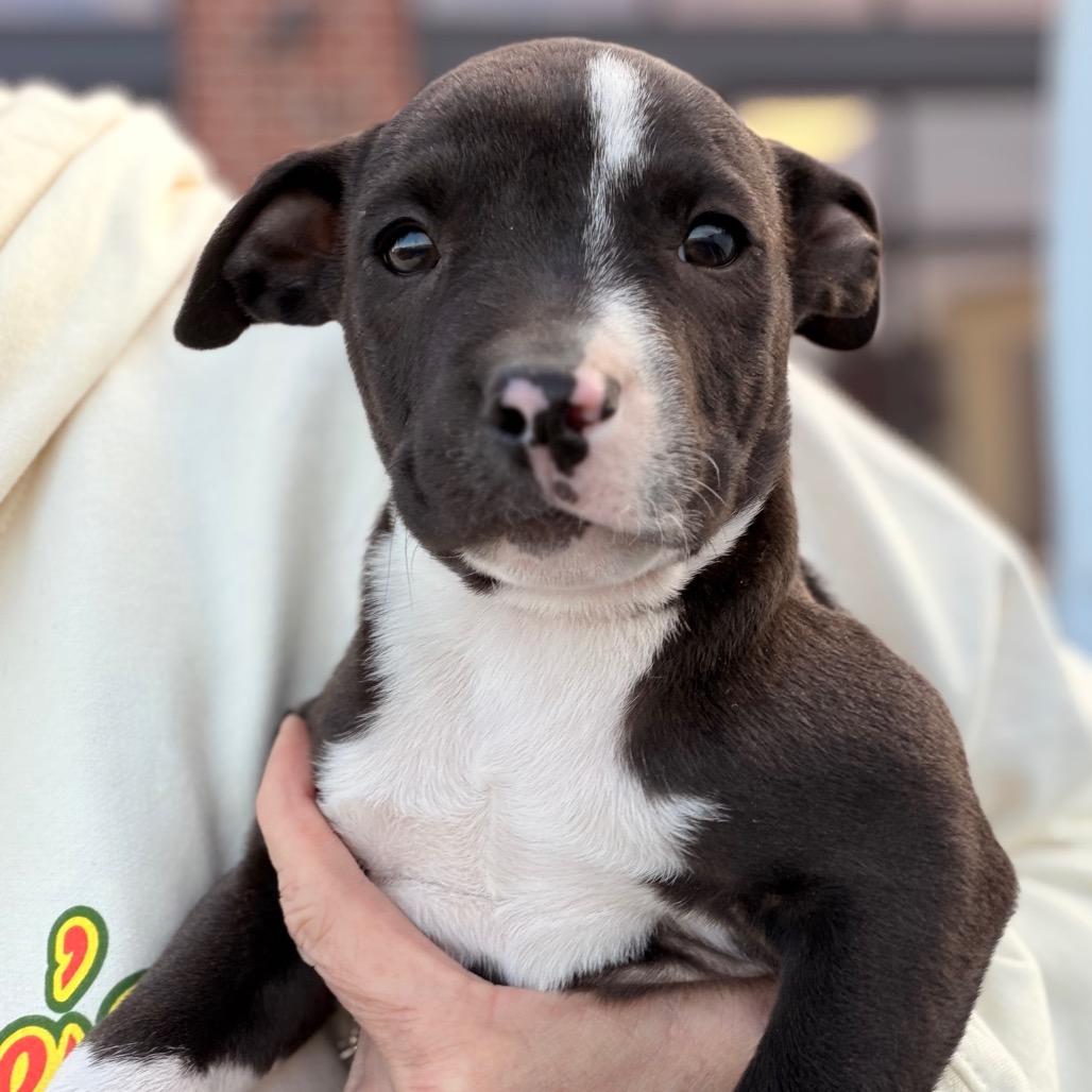 Enlarge Crown, a Adoptable Pit Bull Terrier in Lee's Summit, MO image 3/3