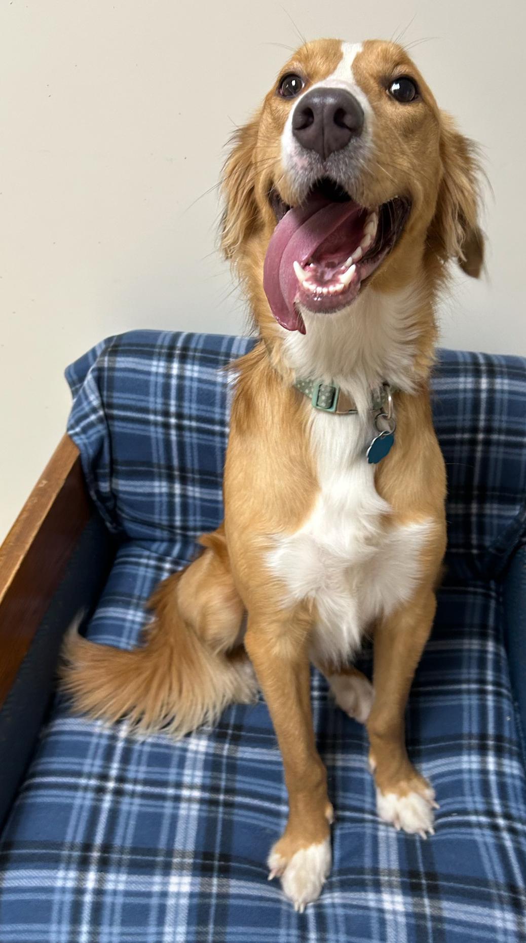 Gravy, Adoptable, Adult Male Mixed Breed.