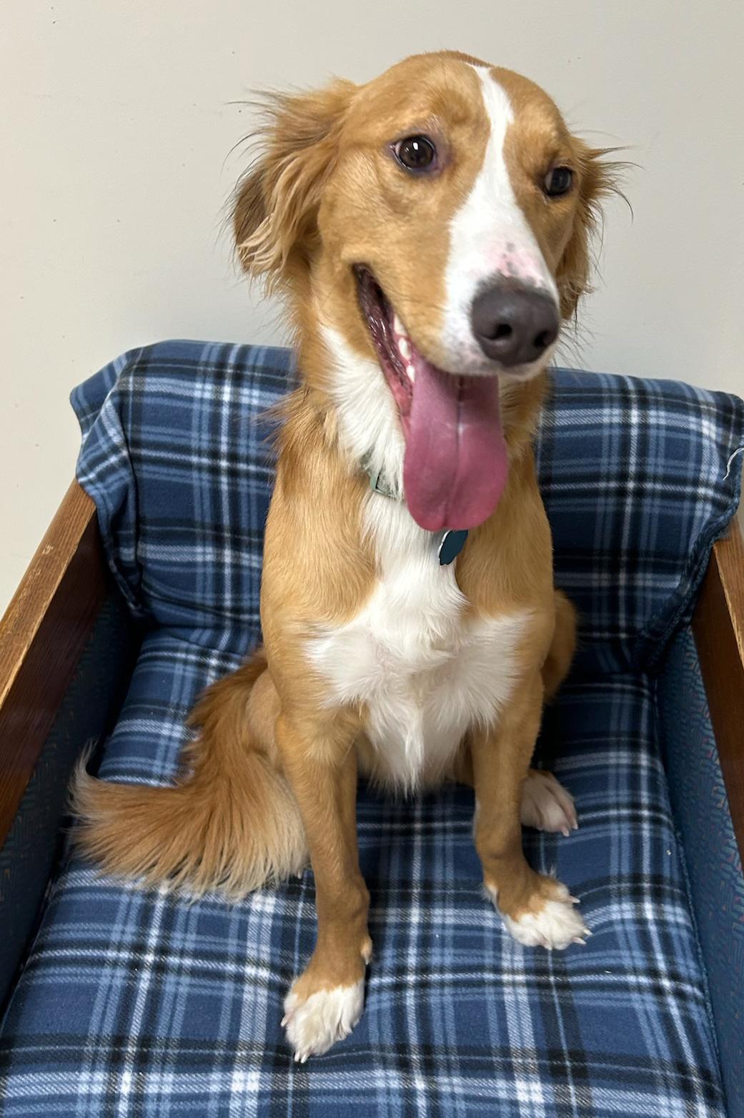 Gravy, a Adoptable mixed breed in Neillsville, WI image 2/3