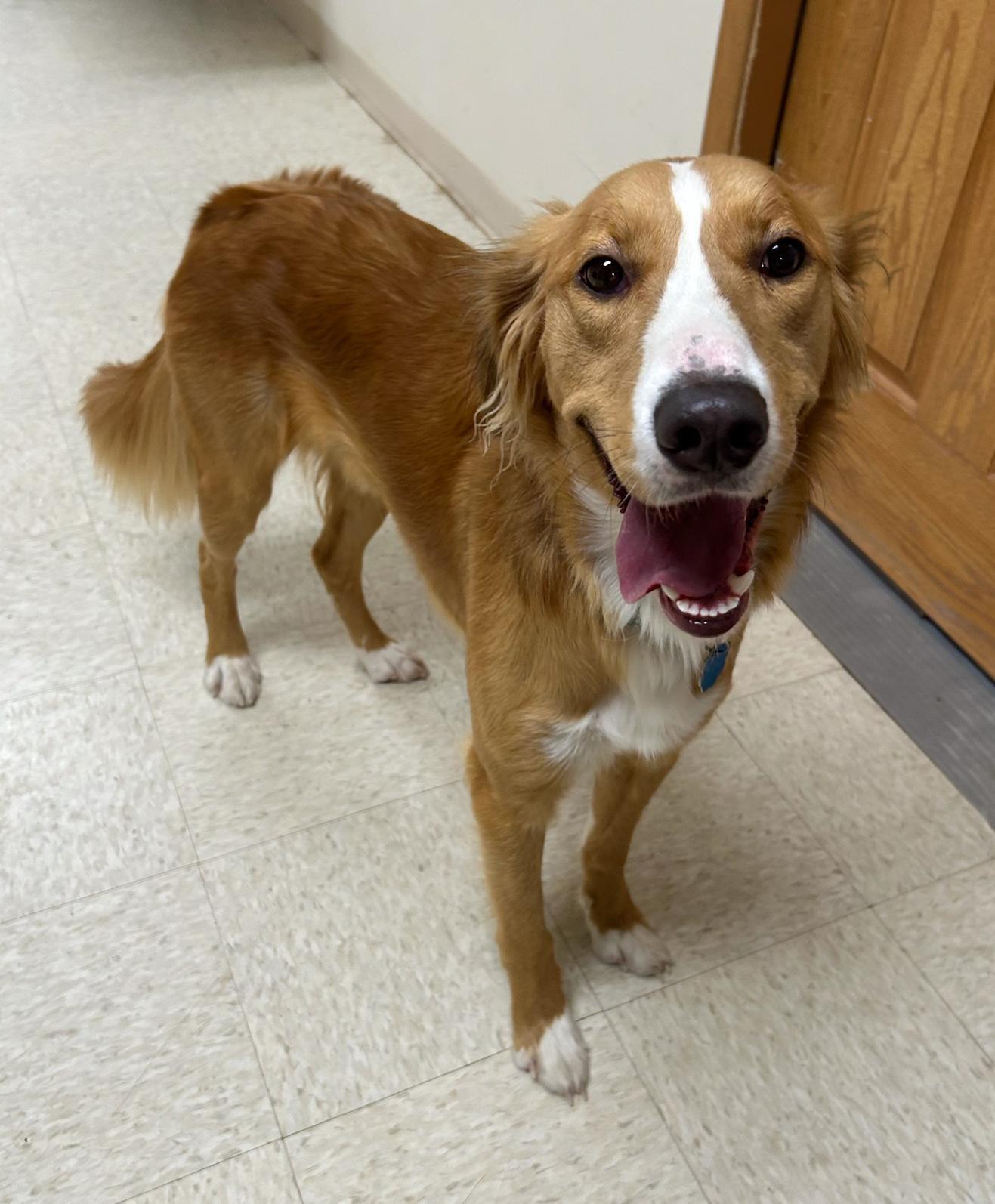 Gravy, a Adoptable mixed breed in Neillsville, WI image 3/3