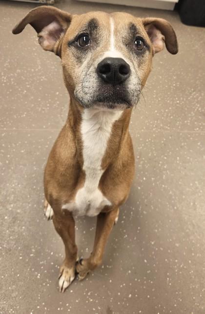 Enlarge Mooney, a Adoptable mixed breed in South Bend, IN image 1/3